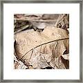 Fallen Leaf Framed Print