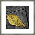 Fallen Magnolia Leaf On A Gray Deck Framed Print