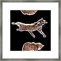 Falling Cat Framed Print