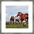 Family Of Horses Framed Print