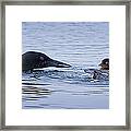 Family Swim Framed Print