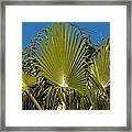 Fan Palm Framed Print