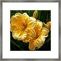 Fancy Yellow Daylilies Framed Print