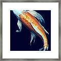 Fantail Koi 2 Framed Print