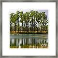 Fantasy Island In The Florida Everglades Framed Print