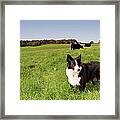 Farm Dog Framed Print