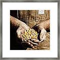 Farmer's Hands With Seed Corn Framed Print