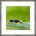 Fashion Bug - Leafhopper Framed Print