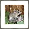 Fat Dormouse Mother Nursing Young Framed Print