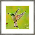 Fawn-breasted Brilliant Hummingbird Framed Print
