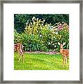 Fawns In The Afternoon Sun Framed Print