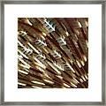 Feather Duster Worm Abstract Framed Print