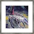 Feather Fluffing Framed Print