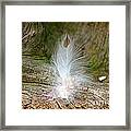 Feather Framed Print