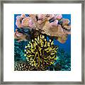 Feather Star Rainbow Reef Fiji Framed Print