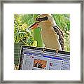 Feathered Facebook Fan Framed Print
