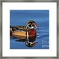 Feathered Finery Framed Print