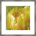 Feathered In Yellow Framed Print