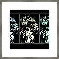 Feathered Framed Print