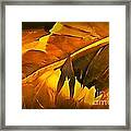 Feathers Framed Print