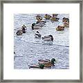 February  And Cold Ducks Framed Print