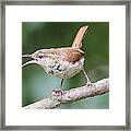 A Wren's Song Framed Print