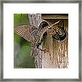 Feeding Starlings Framed Print