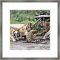 Feeding Time Framed Print