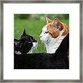 Feline Friends Framed Print