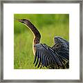 Female Anhinga Drying Out Wings Framed Print