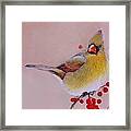 Female Cardinal Framed Print