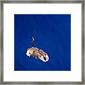 Female Diver Framed Print