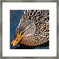 Female Duck Framed Print