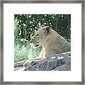 Female Lion On Guard Framed Print