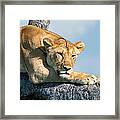 Female Lion Framed Print