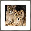 Female Lions Framed Print