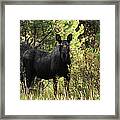 Female Moose Framed Print