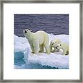 Female Polar Bear With Cubs On Iceberg Framed Print