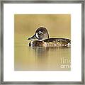 Female Ring Necked Duck Framed Print