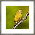 Female Yellow Warbler Framed Print