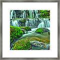 Fern Spring Reflections Of An Overcast Day Framed Print