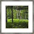 Ferns In A Vermont Woodland Forest Framed Print