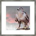 Ferruginous Hawk At Dusk Framed Print