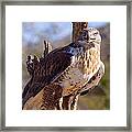 Ferruginous Hawk Framed Print