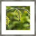 Fiddleheads Framed Print