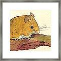 Field Mouse Framed Print