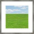 Field Of Grass And Clover Framed Print