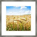 Field Of Wheat In Croatia Framed Print