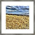 Fields Of Gold Framed Print