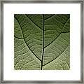 Fig Leaf Framed Print